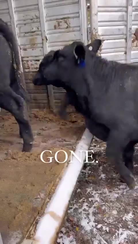 America Farming Over half a million Farms have gone from America. Farmers under attack in Europe