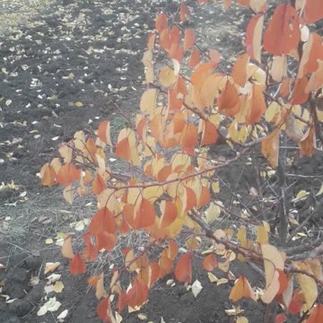 Apricot tree in late autumn