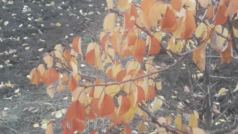 Apricot tree in late autumn