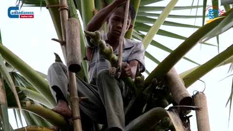 Unlocking Sweet Secrets: The Art of Crafting Pure Palm Sugar!