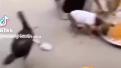 Funniest animal videos