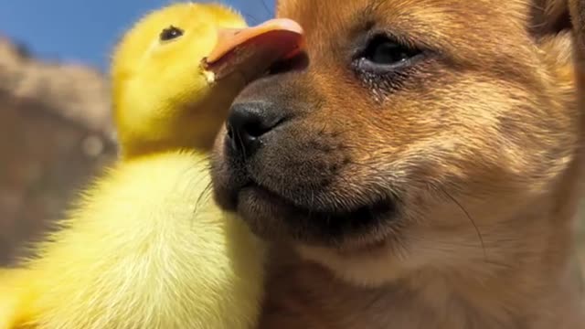 Witness the miracle of cute pets
