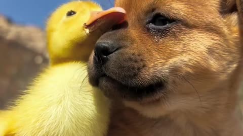 Witness the miracle of cute pets