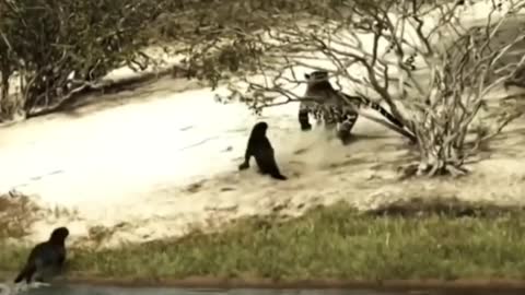 impressive jaguar attacks giant otter