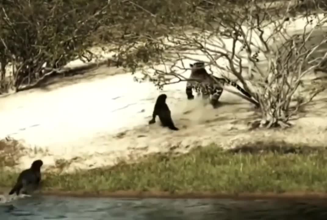 impressive jaguar attacks giant otter