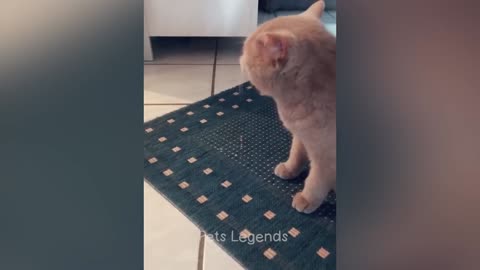 New funny videos cats and dogs 😄🤩🥳🙀😻😹