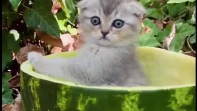 Funny Animal Compilation 2023 - Cute Funny Background Music