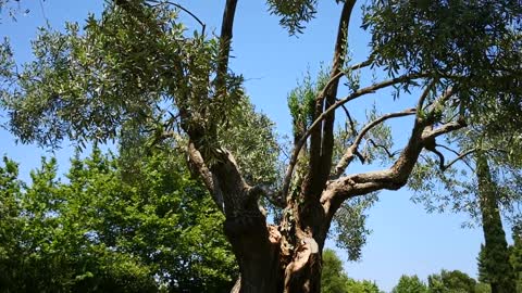 Manastir Hilandar, maslina cara Dušana. Hilandar Monastery, the olive tree of Emperor Dušan.