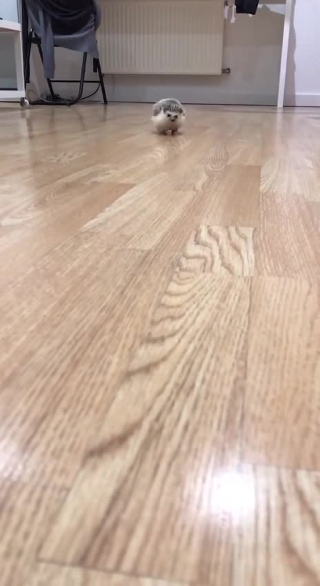 Hedgehog on a jog 😊