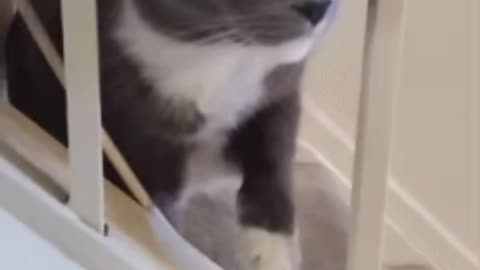 Cute Cat Gif