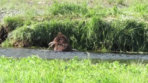 Brown bear chilling out