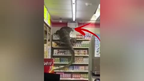 Giant lizard from Australia invades store