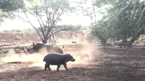 Hippo VS Rhino || Wild Safari Sightings