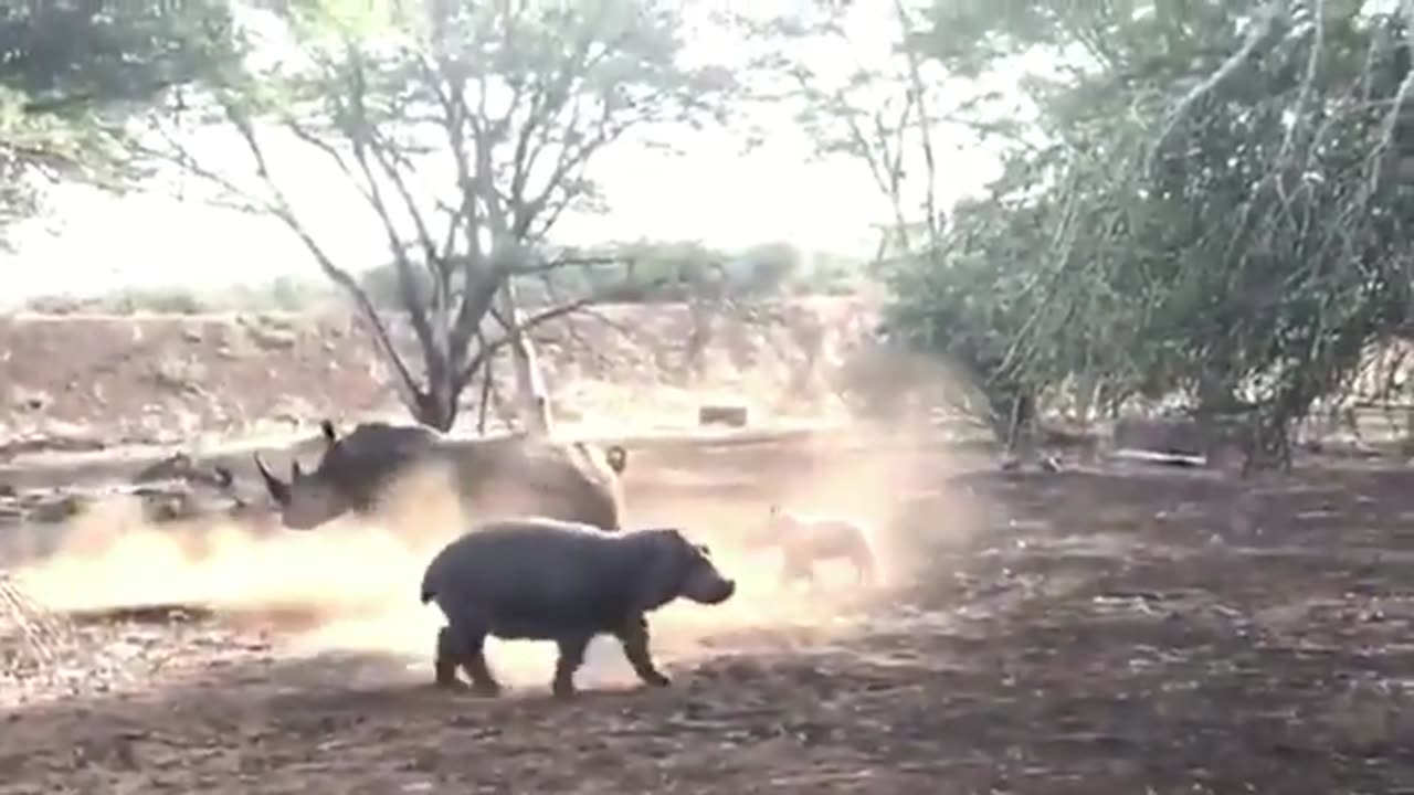 Hippo VS Rhino || Wild Safari Sightings