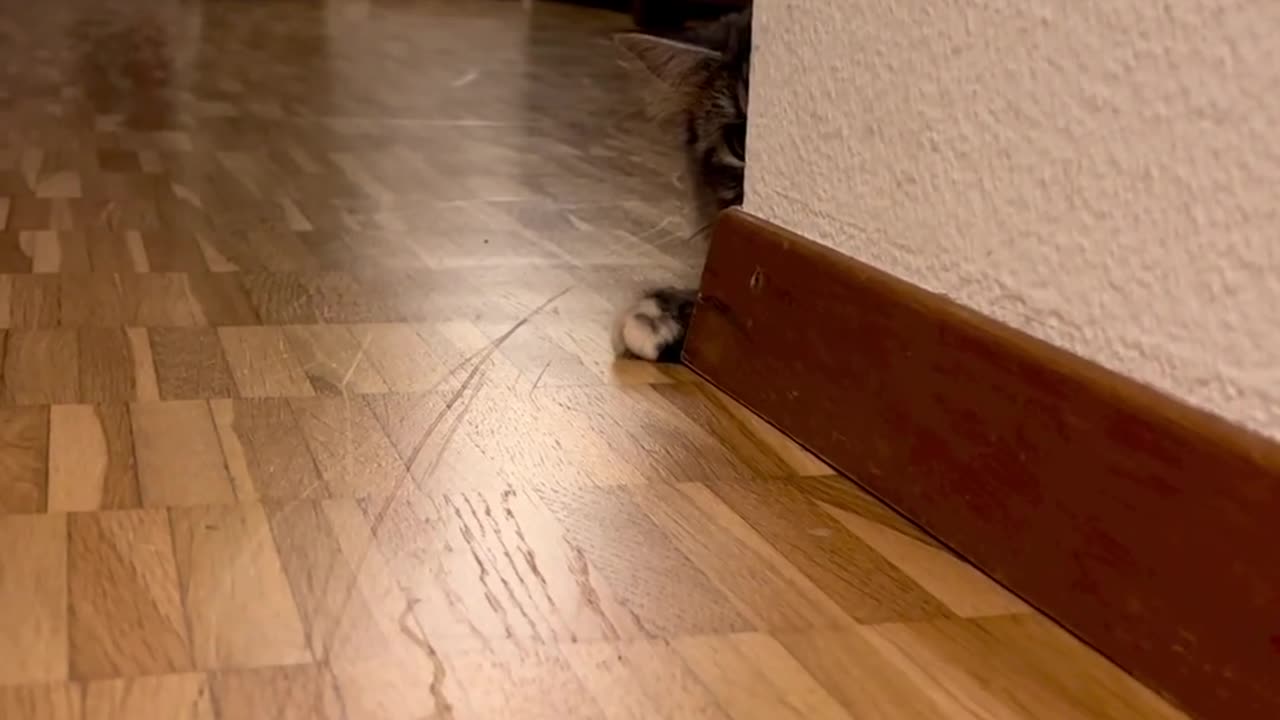 Play with the little cat...🐈