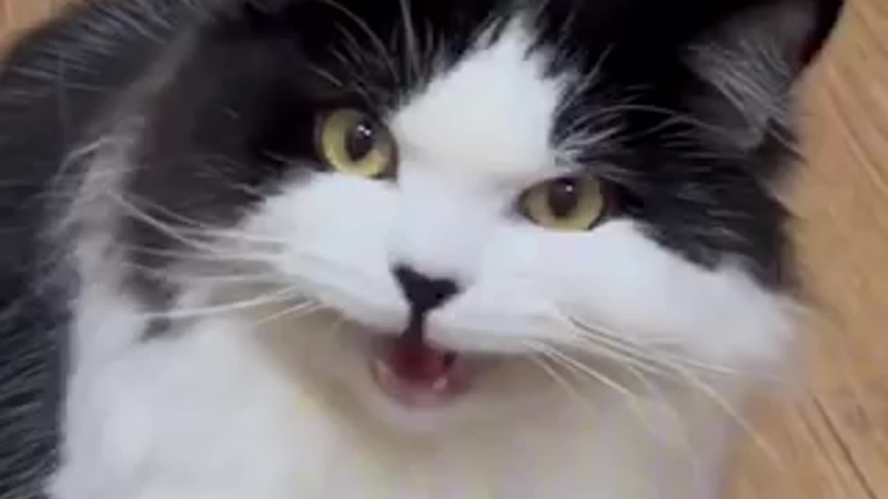 Beautiful cat 🐈 trending video