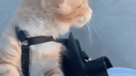 Cute Cat Gif