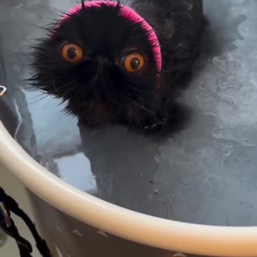 Funny animals - Funny cats / dogs - Funny animal videos 2024