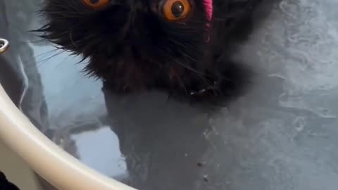 Funny animals - Funny cats / dogs - Funny animal videos 2024