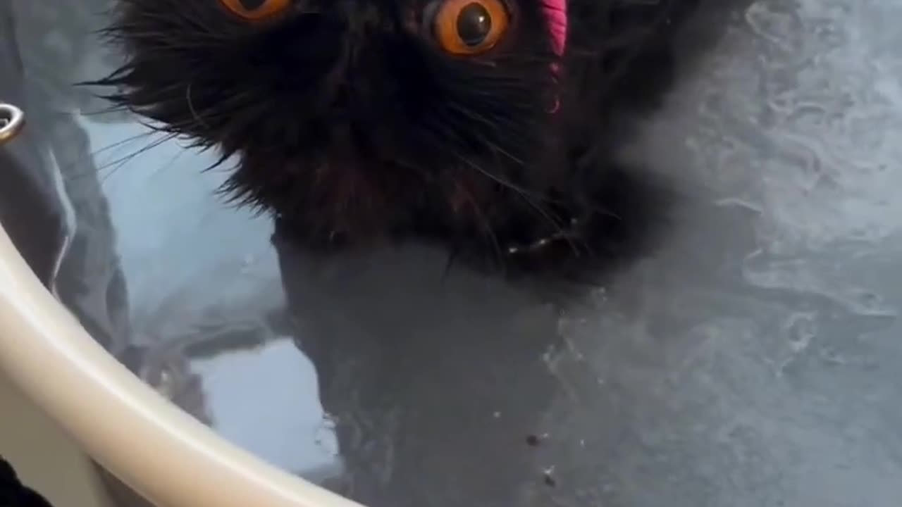 Funny animals - Funny cats / dogs - Funny animal videos 2024