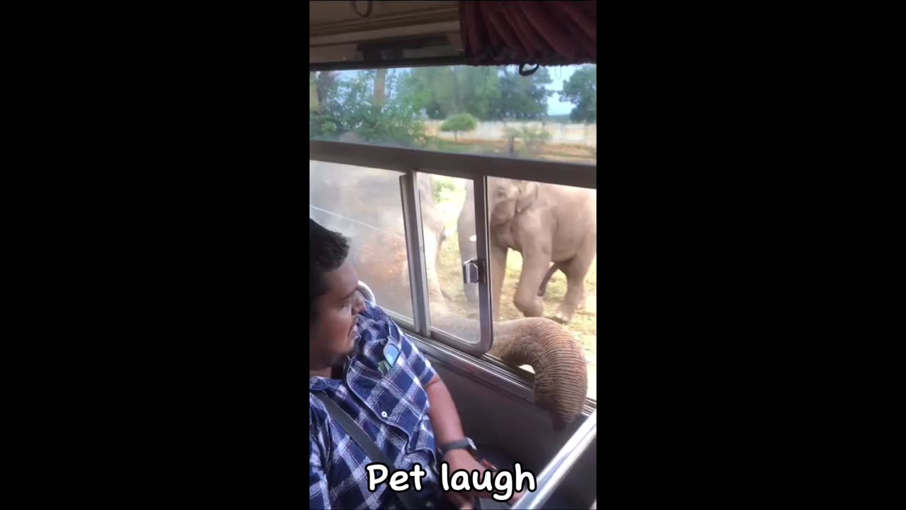 Wild elephant attack video 😱😱 | Elephant video |