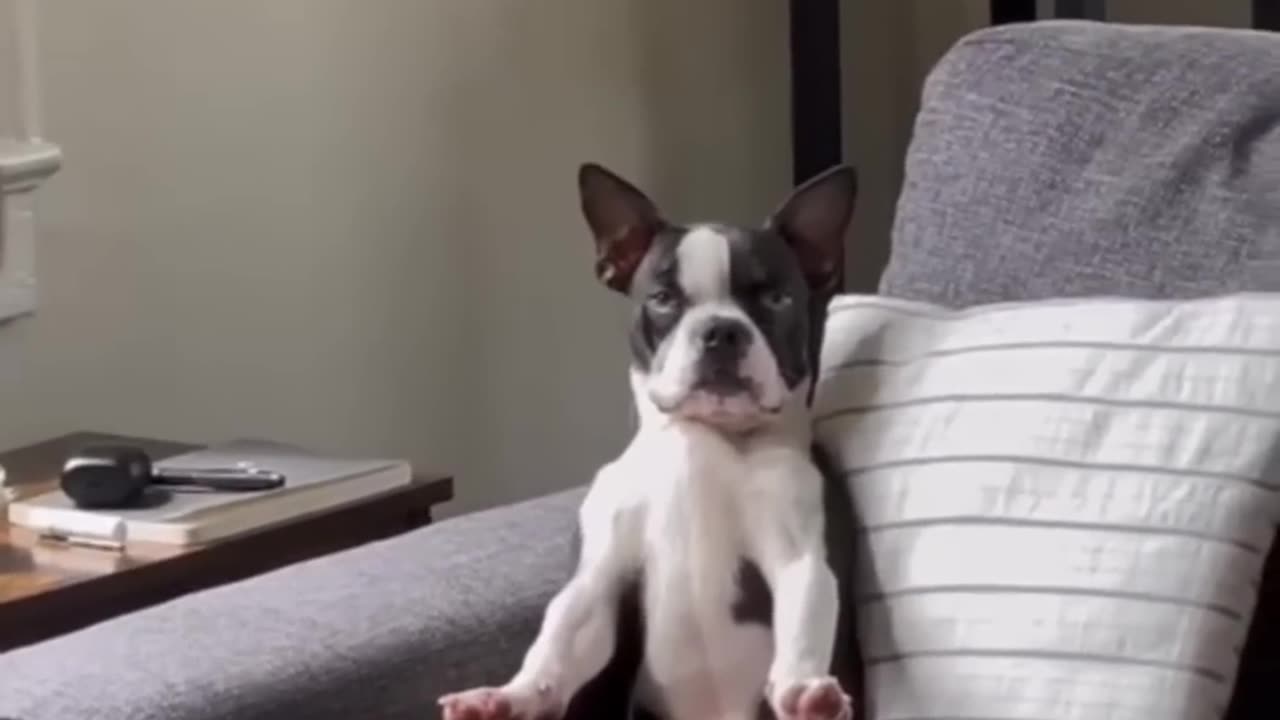 Funny animal video.. hand walking dog