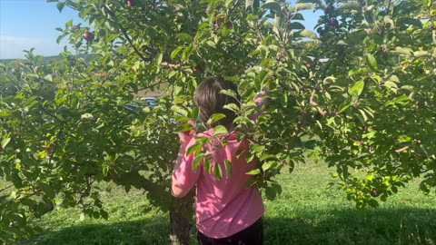 #Pennings with #JohnnyRay #ApplePicking #PartTwo