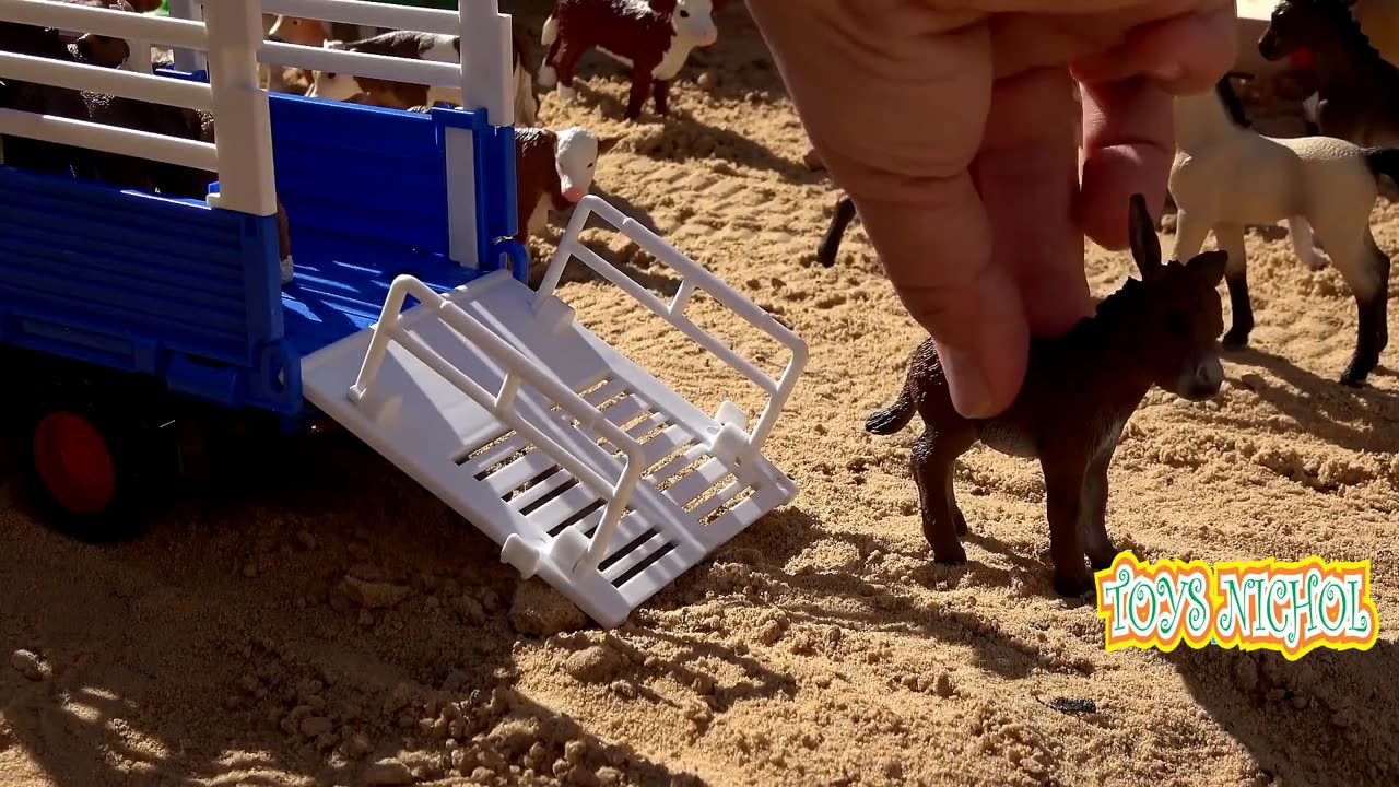 Four Pigs Play in Wet Sand Due to Heavy Rain and Feel Very Happy