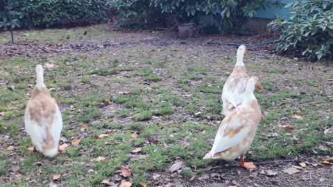 Playful Ducks