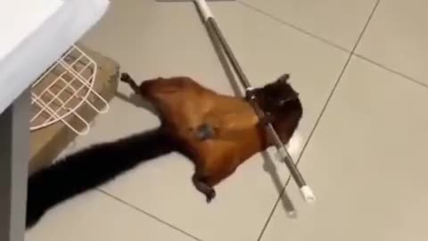 Squirrel knocks broom down then pretends to be a victim