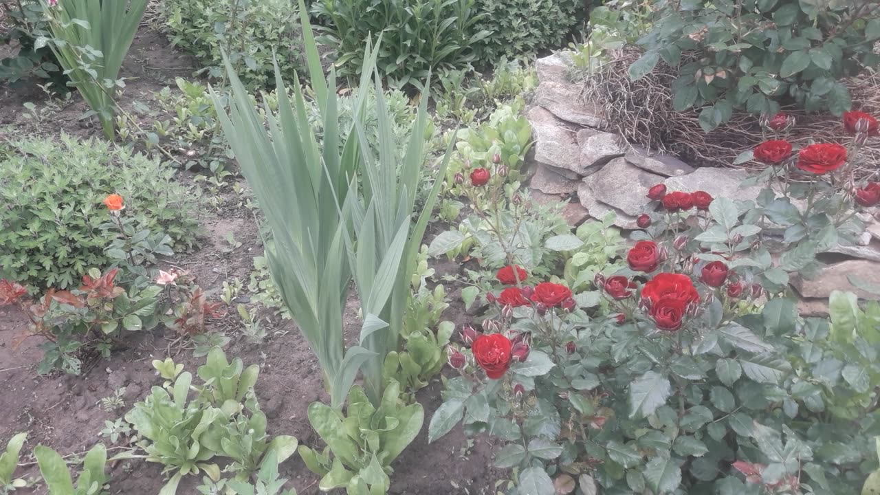 Gladioli and roses