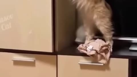 Cats Unleash Chaos on Clothes – Playtime Has Never Been This Fun!