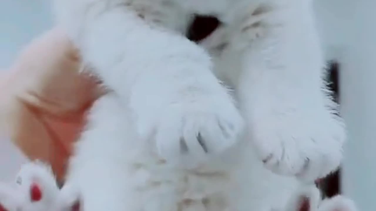Funny Cat videos