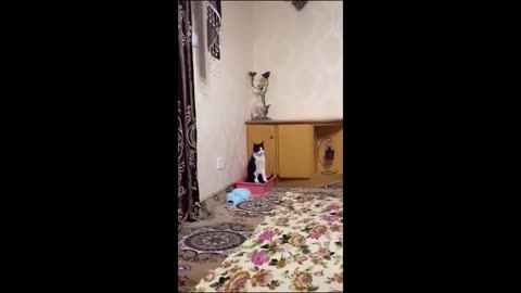 Funny animal videos 2023 - Funny cats/dogs - Funny animals