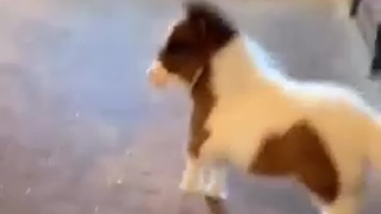 🙏❤️🎉🎉🎉🎊🎊🎊️SWEET AND FUNNY ANIMAL SHOTS 🙏❤️❤️🎉🎉🎉🎊🎊🎊
