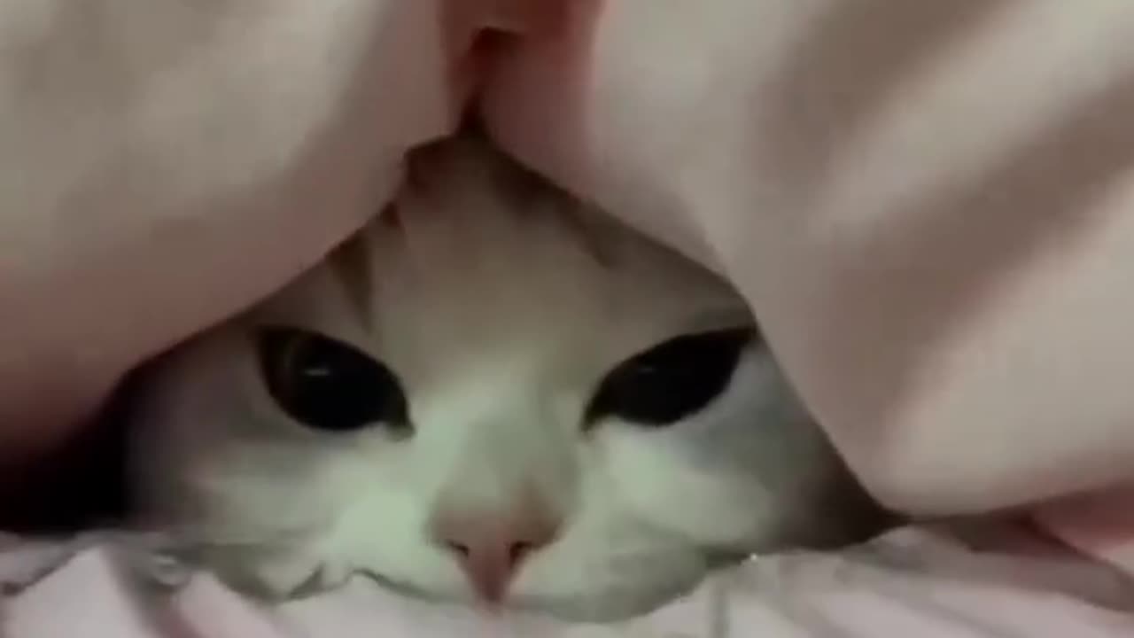 Cute cat hiding!