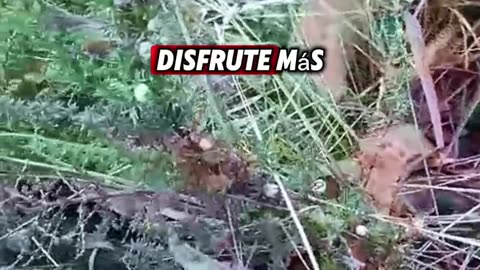 Never give up 😃☘️🌳