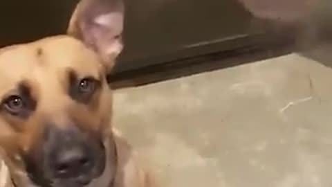 #funny animals