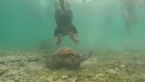 Snorkeling