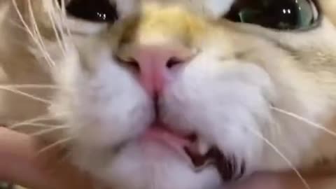 Funny Cat videos