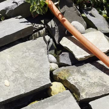 released to the wild