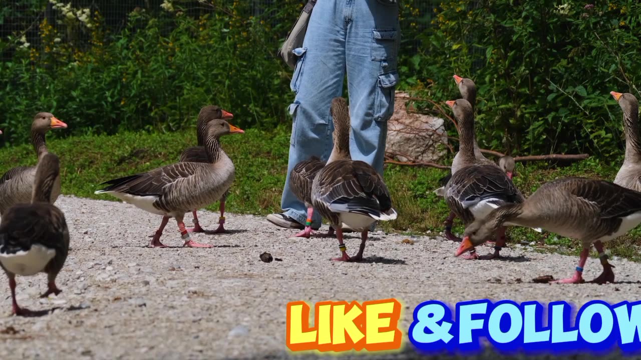 Greylag Goose goose bird