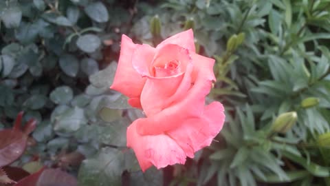 Have a nice evening friends