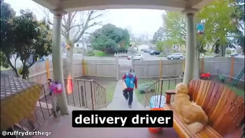 Best (and Worst) Delivery Drivers on Video