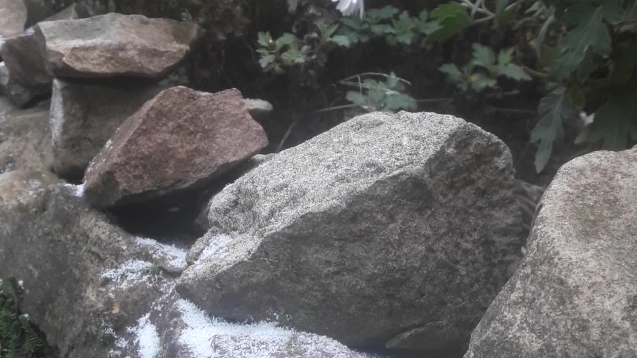 Garden in the snow