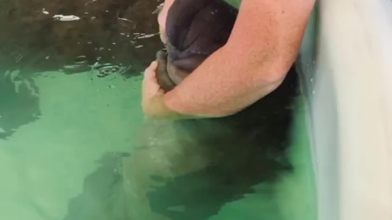 Rescued manatees get their bottle