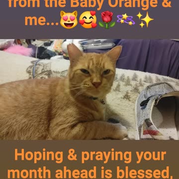 😏🇺🇸🦅💯💞✨ 💞✨ HAPPY MAY 2⃣0⃣2⃣4⃣ EVERYB❤DY...& here's 💞🧡Baby Orange 😻🧡💞 for YA! G💖D bless!