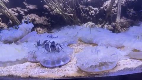 kids video :Explore the Aquarium! Sing & Learn About God's Amazing Ocean Creatures |