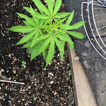 Cannabis Garden Update: May 2024