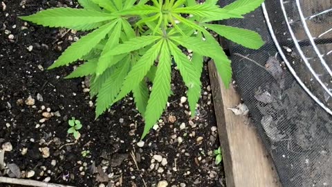 Cannabis Garden Update: May 2024